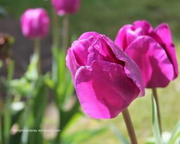 Au jardin : en couleurs !