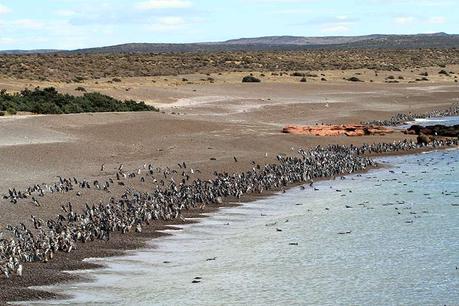 Punta Tombo en Patagonie : la mecque des manchots de Magellan ! Punta Tombo en Patagonie : la mecque des manchots de Magellan !