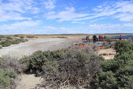 Punta Tombo en Patagonie : la mecque des manchots de Magellan ! Punta Tombo en Patagonie : la mecque des manchots de Magellan !