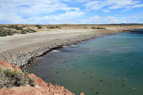 Punta Tombo en Patagonie : la mecque des manchots de Magellan ! Punta Tombo en Patagonie : la mecque des manchots de Magellan !