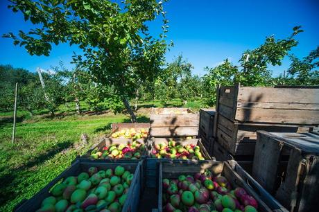 Quoi faire à Québec en quelques idées d’activités Récolte de pommes à la Casa Breton.