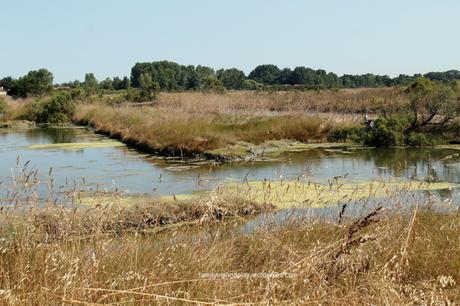 La Vendée côté marais