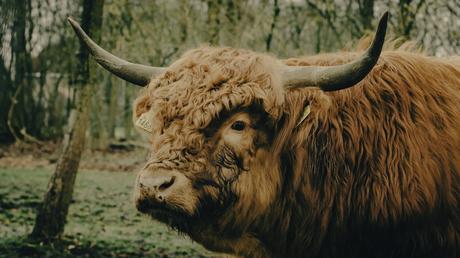 Visiter l’Écosse au rythme des festivités