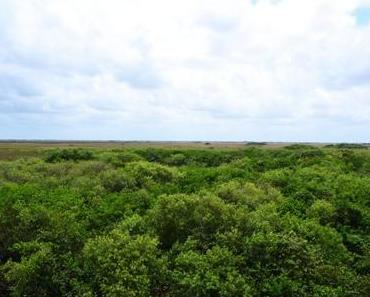 Découvrir les Everglades