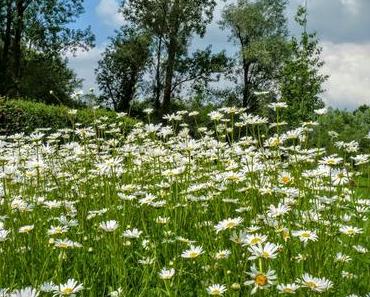 Silent Sunday 42 ... allons compter fleurette