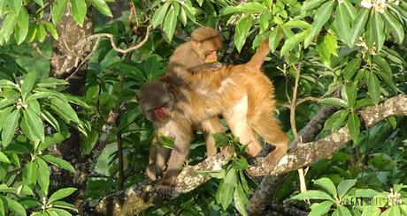 Mon expérience dans un Ashram à Pokhara au Népal Mon expérience dans un Ashram à Pokhara au Népal