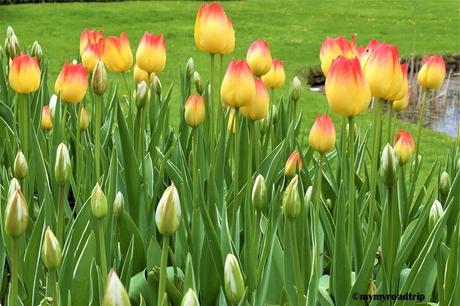 Un week-end à Ottawa et son festival des tulipes