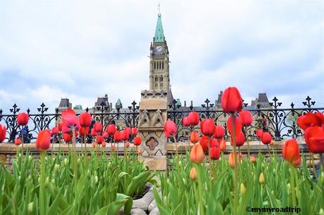 Un week-end à Ottawa et son festival des tulipes