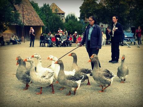 Parade des oies et des cochons à l'Écomusée dAlsace © French Moments