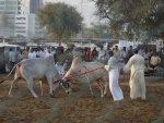 Dans l’ombre de Dubaï, trois émirats à découvrir