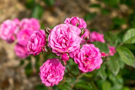 La roseraie de l’Hay-les-Roses