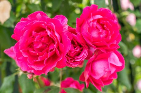 La roseraie de l’Hay-les-Roses
