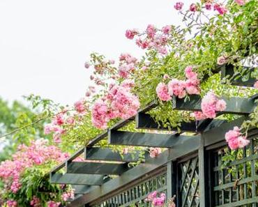 La roseraie de l’Hay-les-Roses