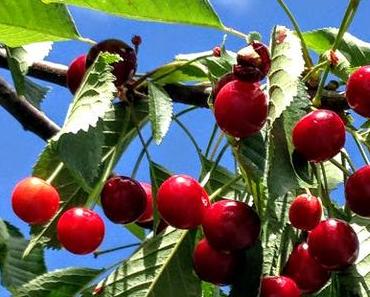 Silent Sunday au temps des cerises