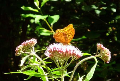 Papillon de Lamartine Sundgau