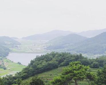 Boseong : une journée parmi les théiers