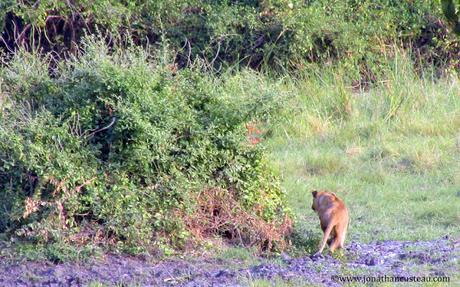 Ouganda, terre de lions, d'hippos et de chimpanzés