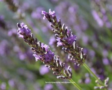 La lavande dans tous ses états