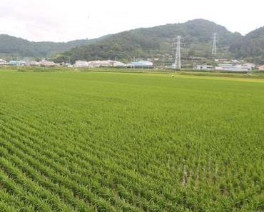 Baie de Suncheon : trésor de la Corée du Sud