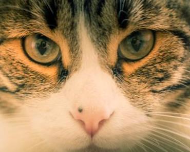 Silent Sunday 2017 #25