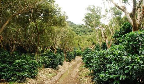 La région de Tarrazú produit l’un des cafés les plus fins au monde La région de Tarrazú produit l’un des cafés les plus fins au monde