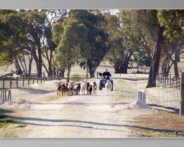 Culture australienne (Vidéo) : Denis, le fermier du South Australia réponds à nos questions