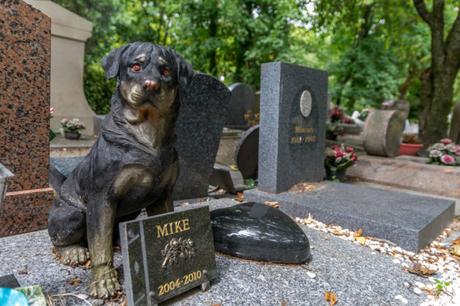 Le cimetière des chiens
