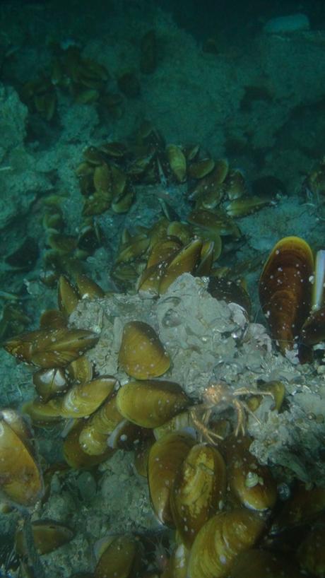 Costa Rica est idéal pour explorer des zones profondes Costa Rica est idéal pour explorer des zones profondes