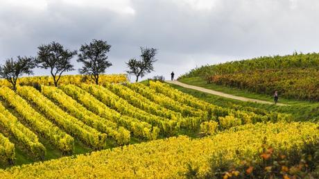 Découvrez la carte des vins de France IGN Côtes-de-Toul Toulois