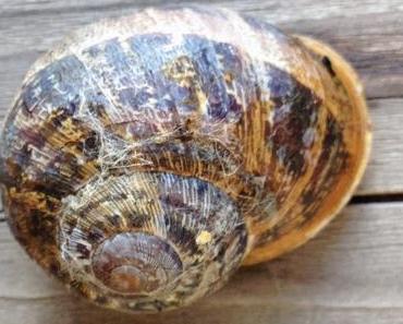 Silent sunday tout chaud