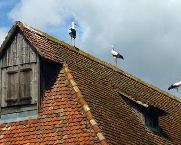 Pourquoi la cigogne en Alsace est un symbole ?