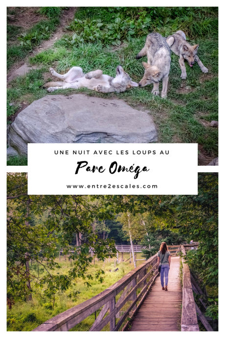 QUÉBEC | Une nuit avec les loups au Parc Oméga