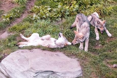 QUÉBEC | Une nuit avec les loups au Parc Oméga