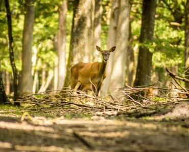 Au cœur de la nature à Rambouillet