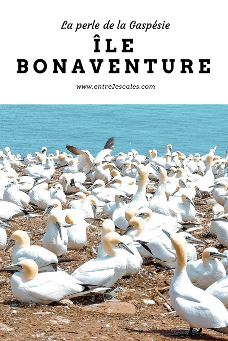 QUÉBEC | L’Île Bonaventure, la perle de la Gaspésie
