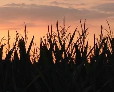 Silent sunday lueur d'automne