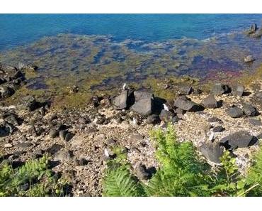 Bréhat, belle comme un rêve de pierre