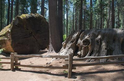Les séquoïas de Calaveras Big Tree State Park
