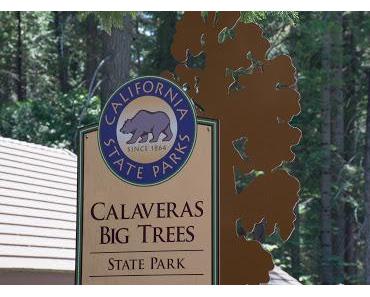 Les séquoïas de Calaveras Big Tree State Park