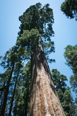 Les séquoïas de Calaveras Big Tree State Park