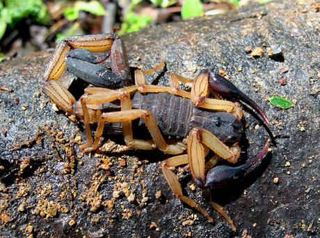 Mythes et vérités sur les scorpions Mythes et vérités sur les scorpions