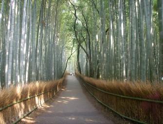 La forêt de bambous d’Arashiyama (Kyōto)