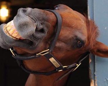 New year horse race