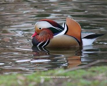 Nantes : nature en ville #9