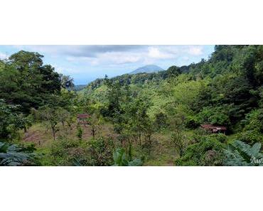 Au cœur de la forêt primaire