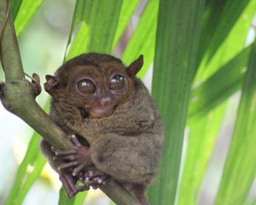 Carnet de voyage à Bohol et Panglao aux Philippines