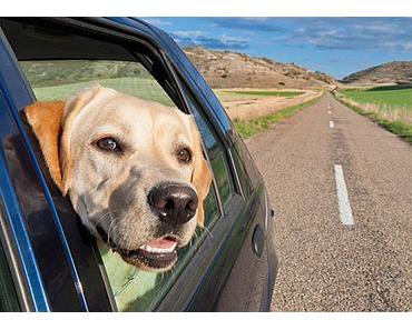 Conseils pratiques pour voyager avec son chien ou son chat