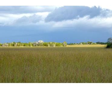 Shark Valley : immersion dans les Everglades en une journée