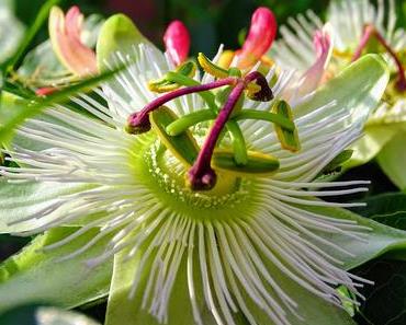 La photo du mois dite parfaite