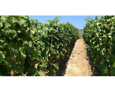 Excursion dans le Tokaj en Hongrie : à la découverte du vin Tokaji